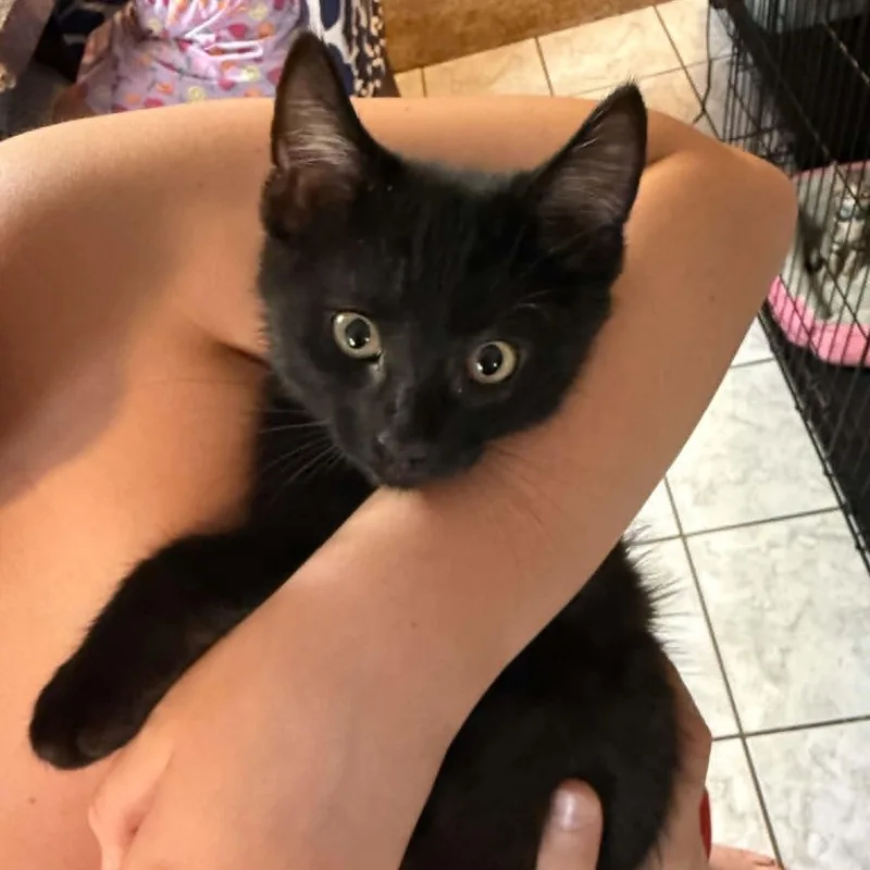 Binx thumbnail 4