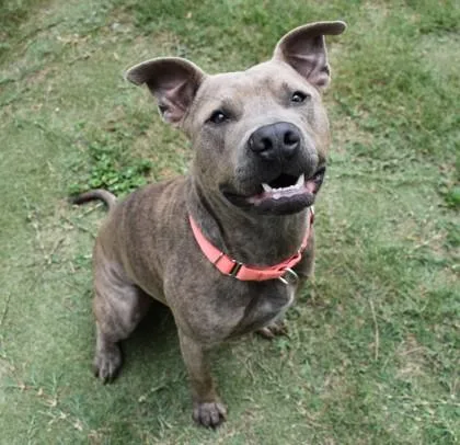 A young large-sized male Brindle American Bully dog named Ghost for adoption in Inverness, FL