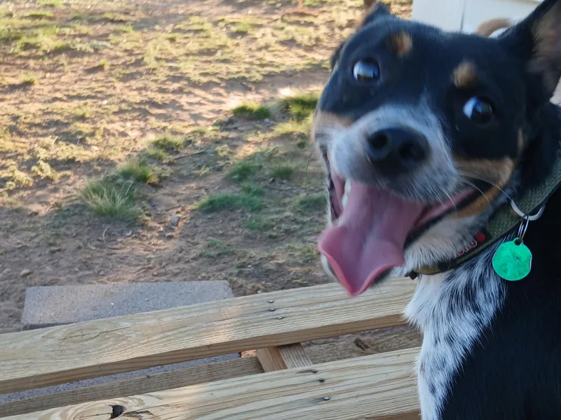 A young small-sized female Tricolor (Brown, Black, & White) Australian Cattle Dog / Blue Heeler dog named Casey for adoption in Moriarty, NM