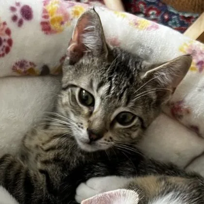 A baby small-sized female Domestic Short Hair cat named Ravenwood for adoption in West Chester, PA
