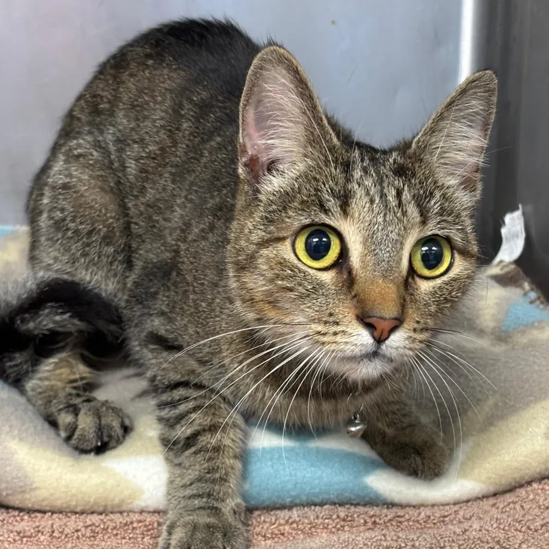 An adult medium-sized female Black Domestic Short Hair cat named Mijo for adoption in Hamburg, NY
