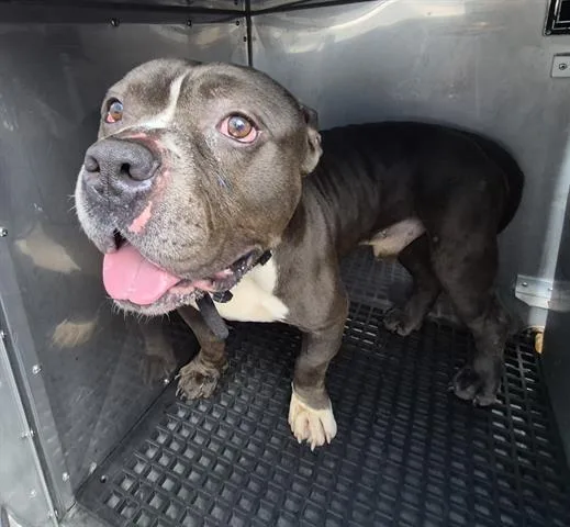 An adult medium-sized male Pit Bull Terrier dog named Silver Surfer for adoption in Dayton, OH