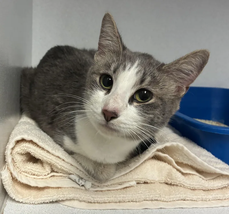 An adult medium-sized female Gray & White Domestic Short Hair cat named Sprinkles for adoption in Breinigsville, PA