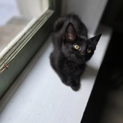 A young small-sized male Domestic Short Hair cat named B Onyx for adoption in North Charleston, SC