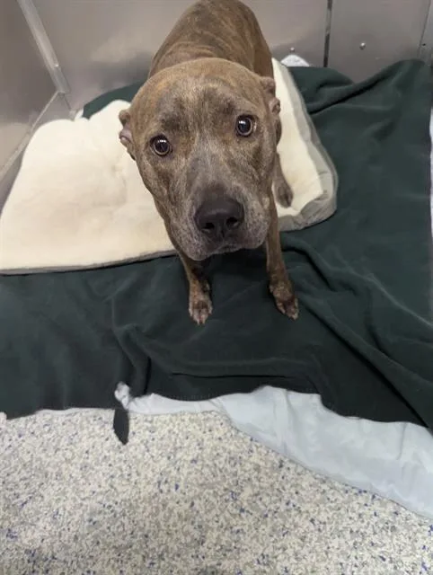 A young medium-sized female Pit Bull Terrier dog named Queen for adoption in Brunswick, GA