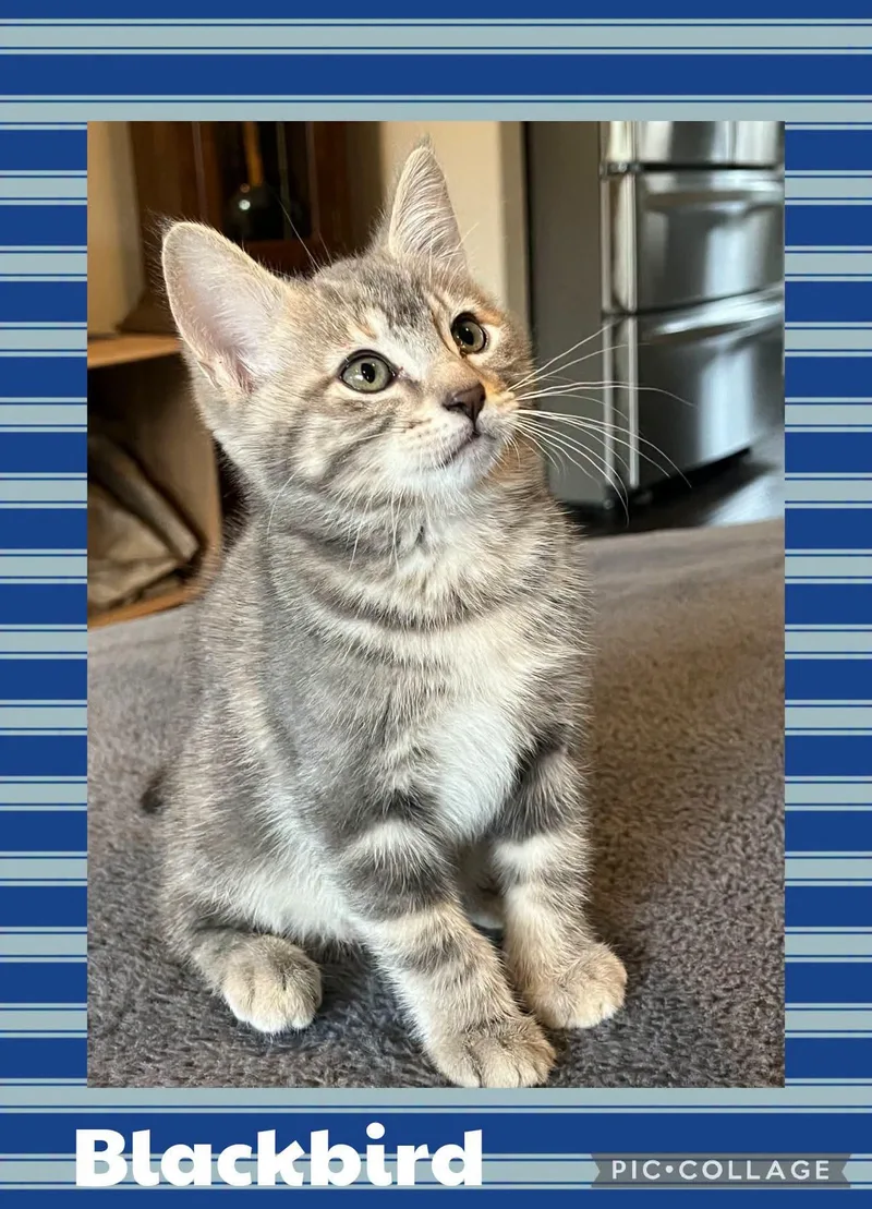A baby small-sized female Tabby (Gray / Blue / Silver) Domestic Short Hair cat named Blackbird for adoption in Newberg, OR