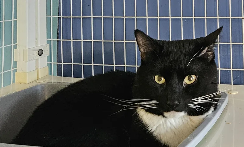 An adult medium-sized male Domestic Medium Hair cat named MilkBone for adoption in Claremont, NH