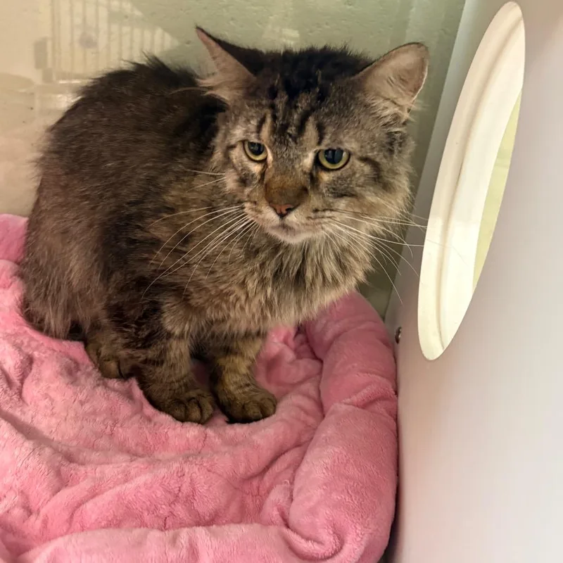 An adult large-sized male Orange / Red Domestic Short Hair cat named Catzilla for adoption in League City, TX
