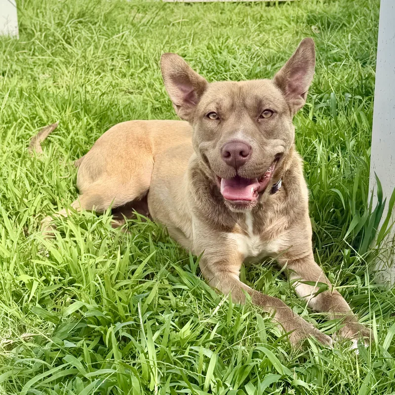 An adult large-sized female Brown / Chocolate Labrador Retriever dog named Hailey for adoption in Paramus, NJ