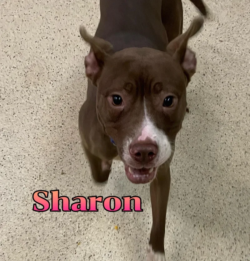 A young medium-sized female Terrier dog named Sharon for adoption in Muncie, IN