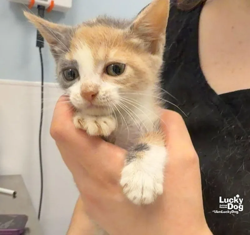 A baby medium-sized female Domestic Short Hair cat named Grub for adoption in Washington, DC