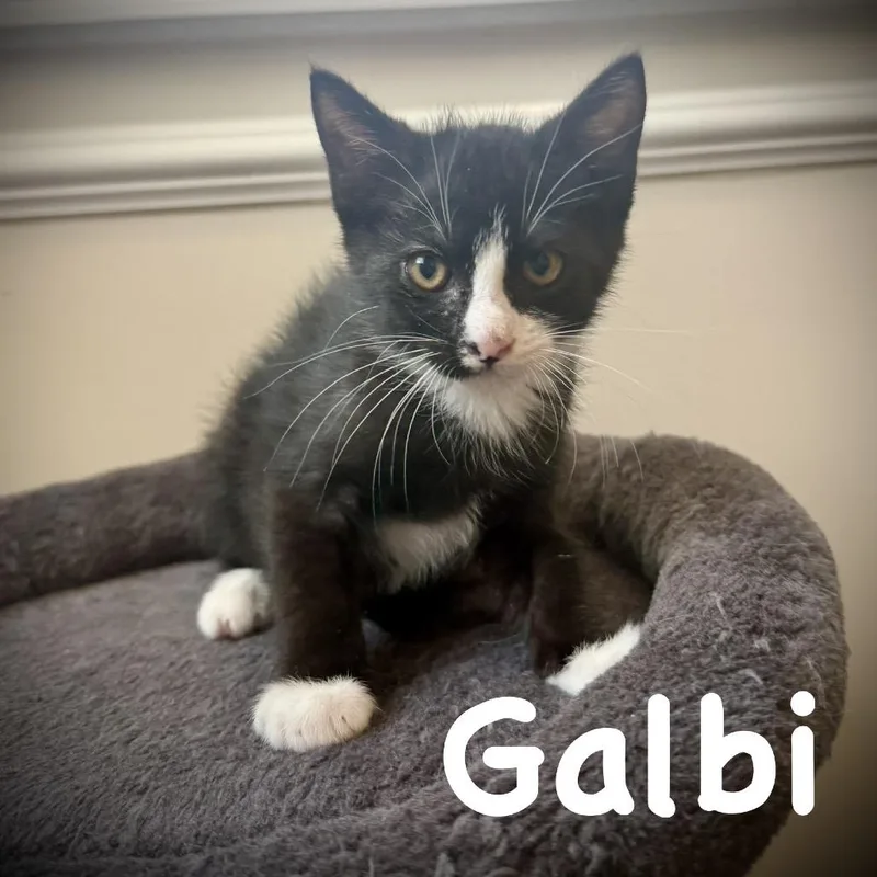 A baby small-sized male Black Domestic Short Hair cat named Galbi for adoption in Sarasota, FL