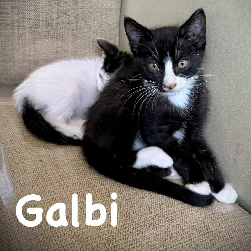 Galbi thumbnail 3