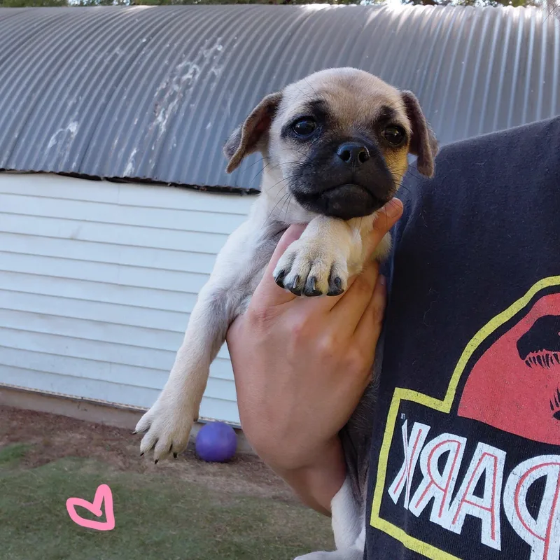 Chug thumbnail 2