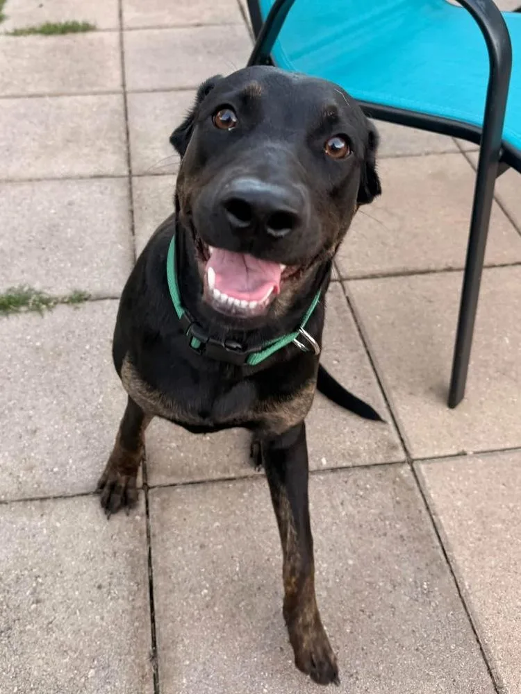 A baby large-sized female Labrador Retriever dog named Violet for adoption in Warr Acres, OK