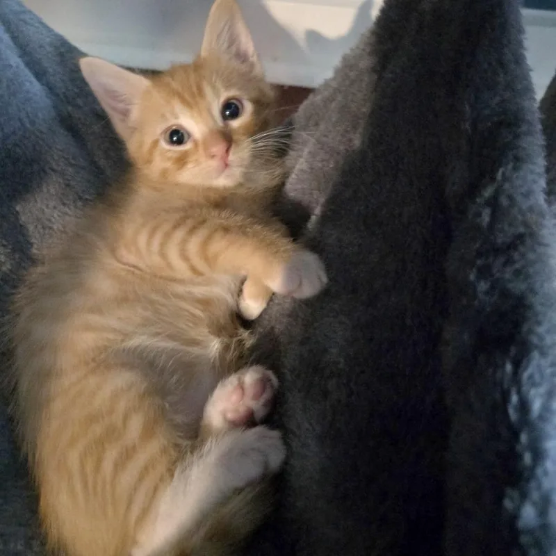 A baby small-sized male Orange / Red Domestic Short Hair cat named House Plant for adoption in Austin, TX