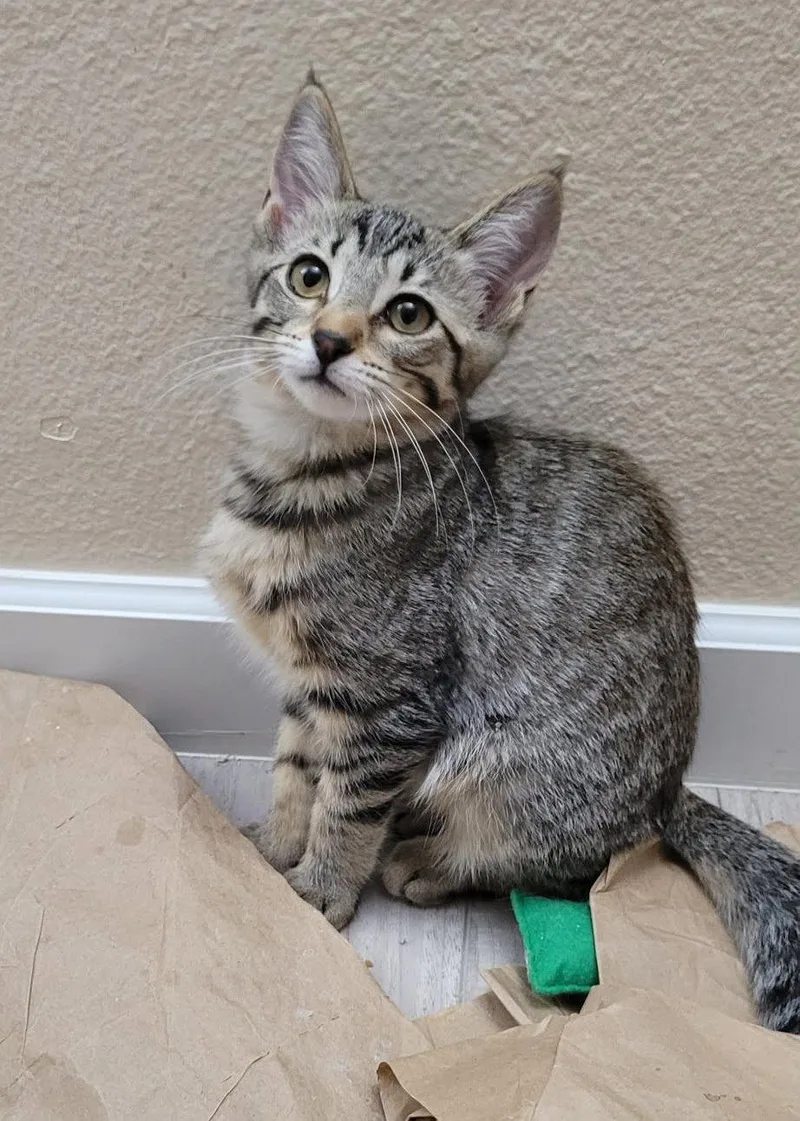 A baby small-sized female Domestic Short Hair cat named Pedigree for adoption in Mission Viejo, CA