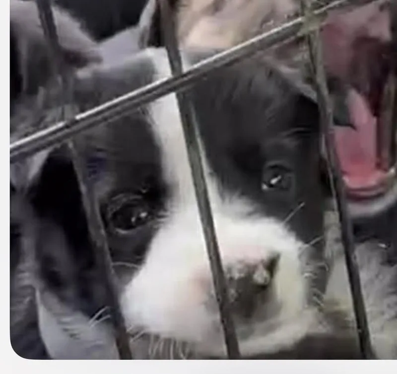 A baby small-sized female Mixed Breed dog named Bella for adoption in Monona, WI