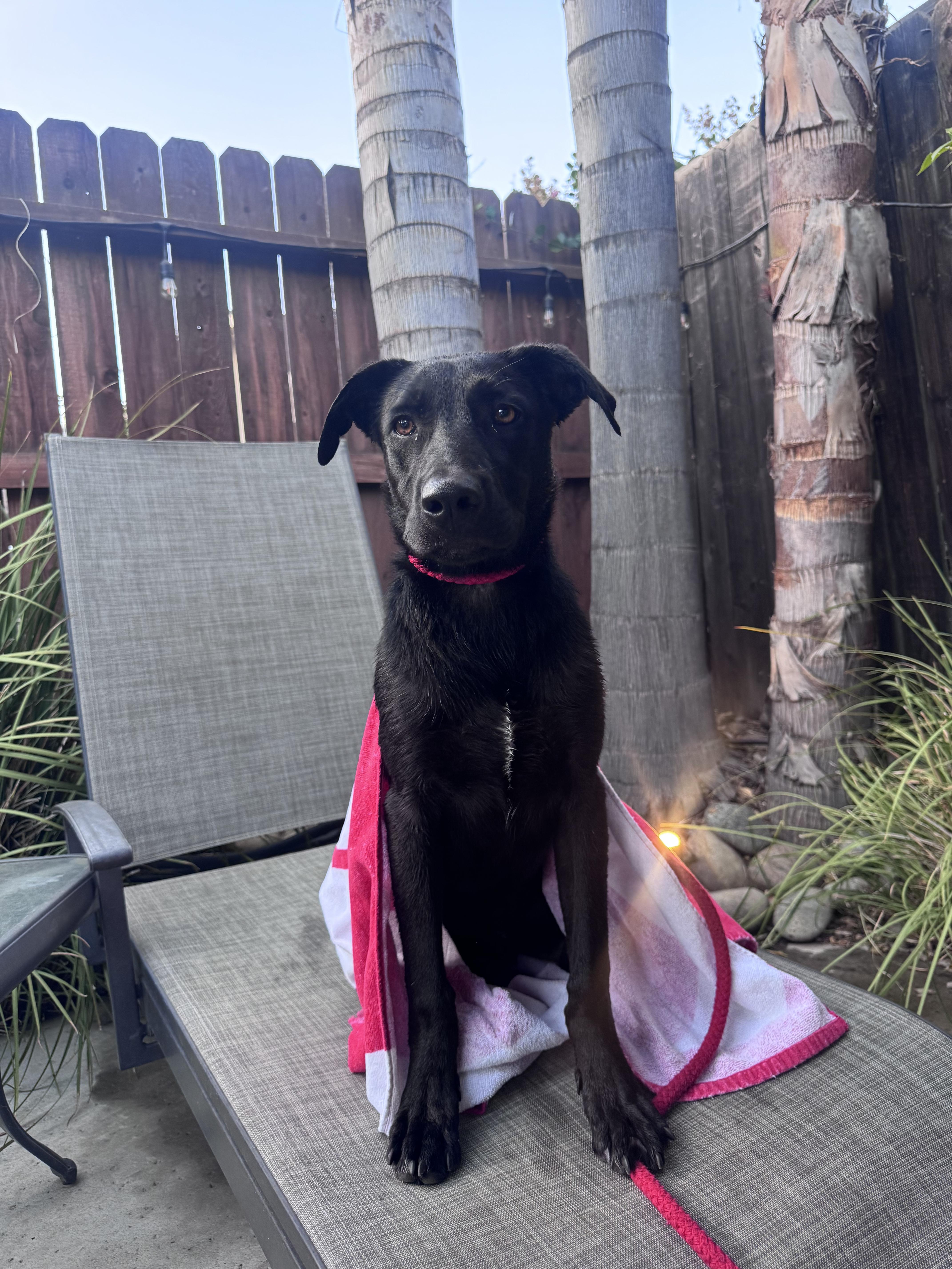 Meeko