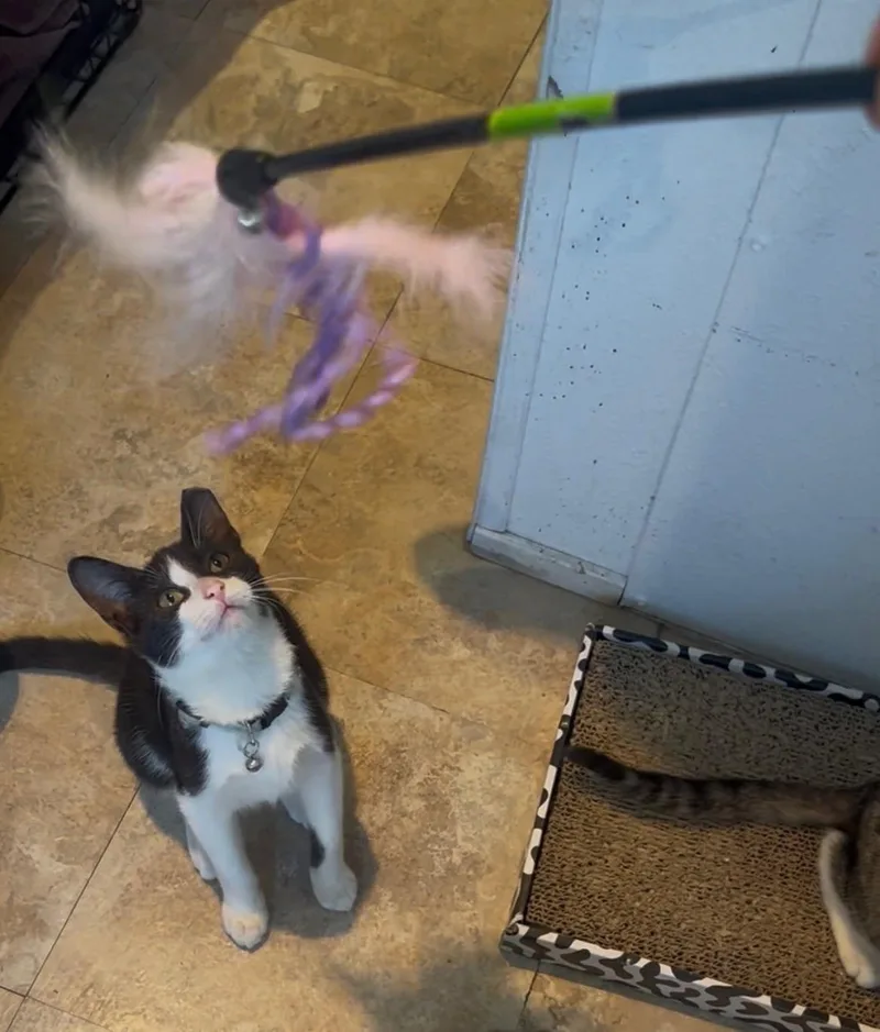A young medium-sized female Black & White / Tuxedo Tuxedo cat named Tuxie for adoption in Parker, TX