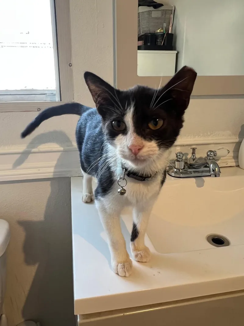 Tuxie thumbnail 2