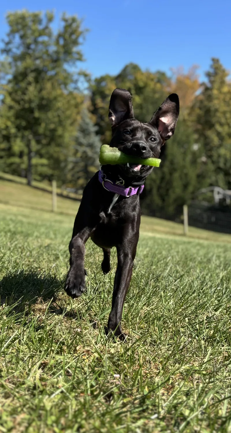 Sweet Pea thumbnail 3