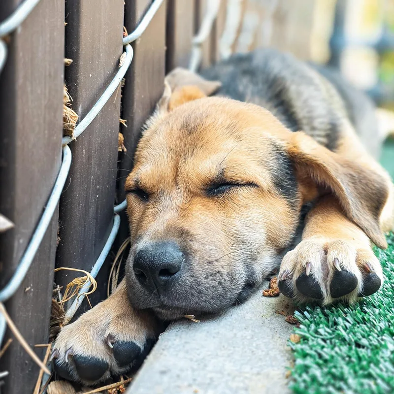 A baby medium-sized male Brown / Chocolate Shepherd dog named Shepherd Mix Puppies for adoption in Grass Valley, CA
