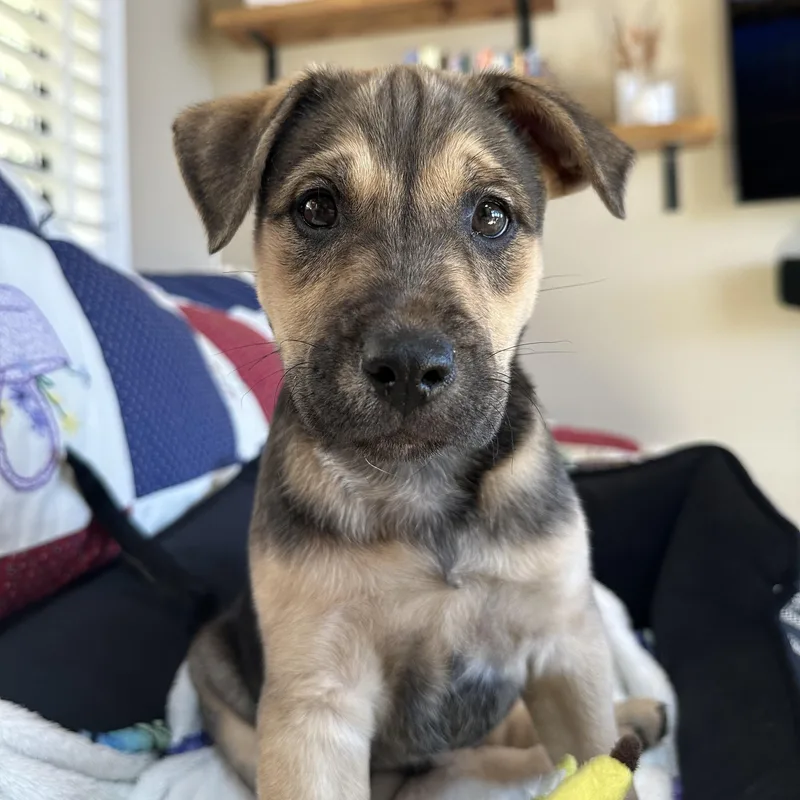 Shepherd Mix Puppies thumbnail 2