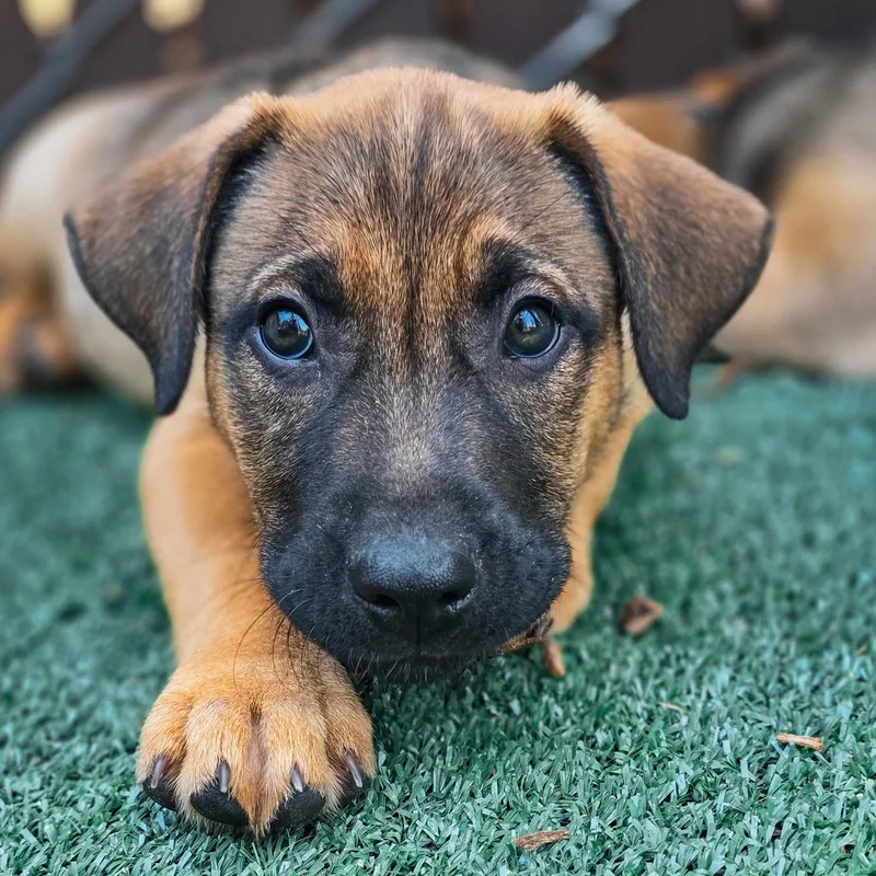 Shepherd Mix Puppies thumbnail 3