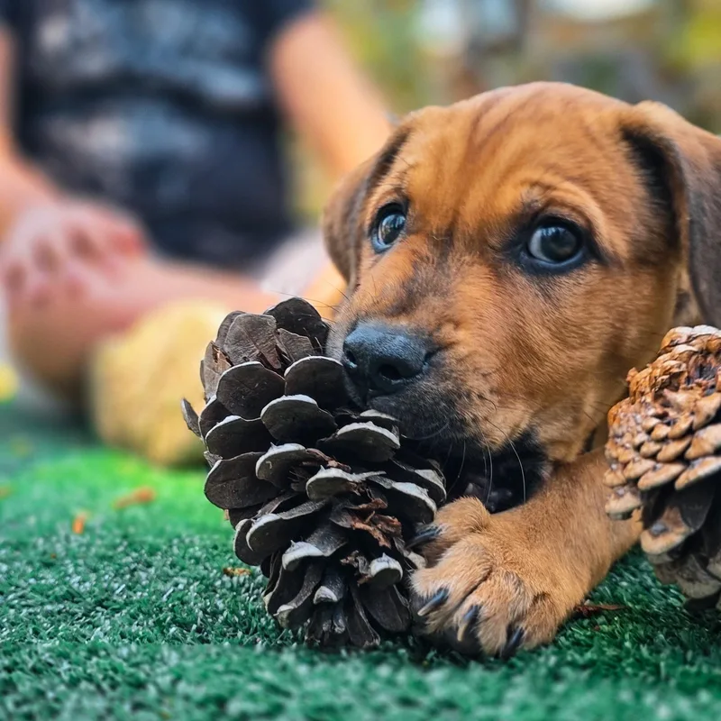 Shepherd Mix Puppies thumbnail 4