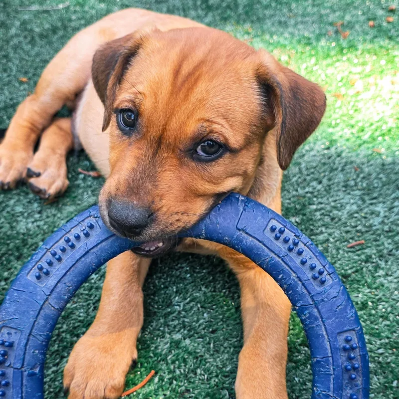 Shepherd Mix Puppies thumbnail 5