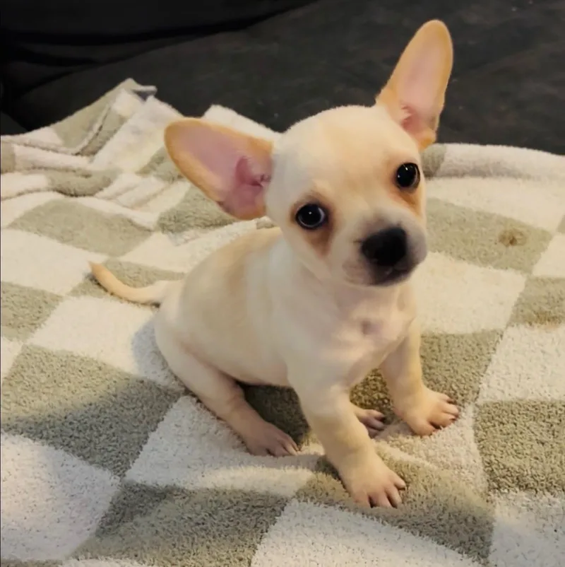 A baby small-sized male Terrier dog named Sonny for adoption in Pasadena, CA
