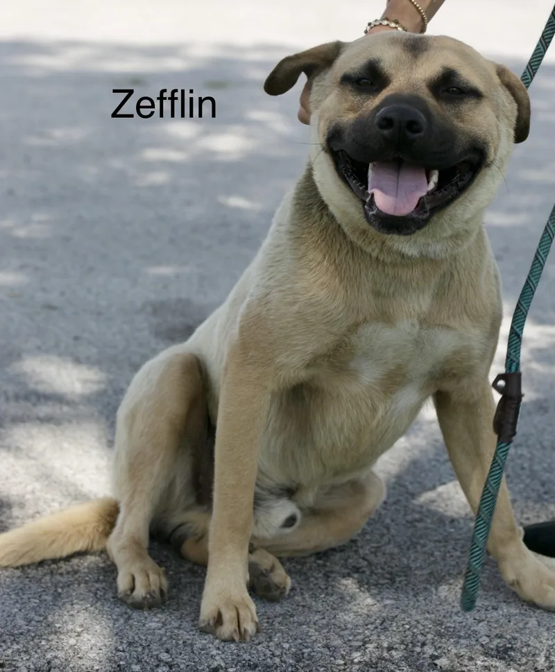 A young large-sized male Gray / Blue / Silver Mastiff dog named Zepplin for adoption in Mount Sterling, KY
