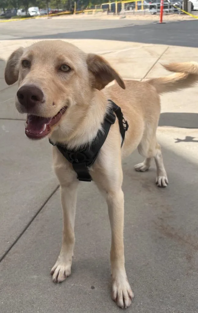 A young medium-sized female Retriever dog named Mary Contrary for adoption in Fort Lupton, CO