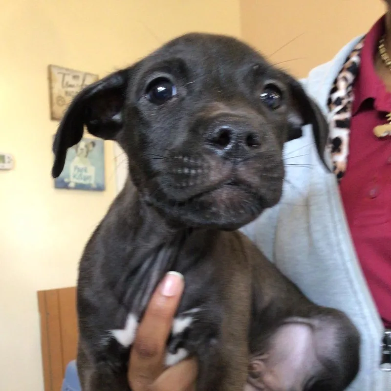 A baby small-sized male Black Labrador Retriever dog named Krispy for adoption in Mooresville, NC