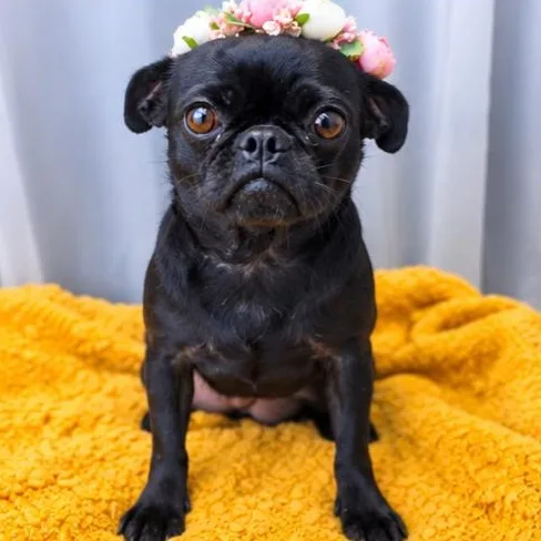 A young small-sized female Black Pug dog named Brooke for adoption in Foley, AL