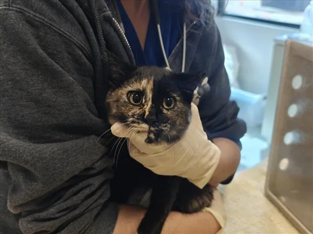 A baby small-sized female Domestic Short Hair cat named Minty for adoption in Santa Fe, NM