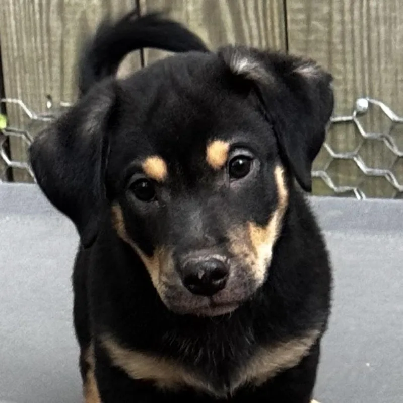 A young medium-sized male Terrier dog named Cooper for adoption in Stokesdale, NC