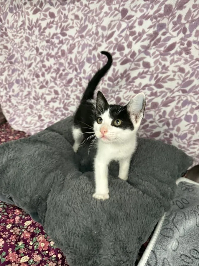 A baby small-sized male American Shorthair cat named Pumba for adoption in Ellijay, GA