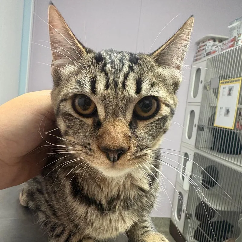 A young medium-sized male Tabby (Gray / Blue / Silver) Domestic Short Hair cat named Anaheim for adoption in Grass Valley, CA