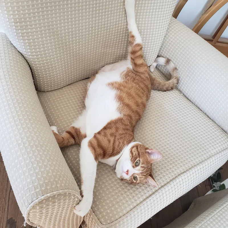 An adult medium-sized female Orange & White Domestic Short Hair cat named Misty for adoption in West Orange, NJ