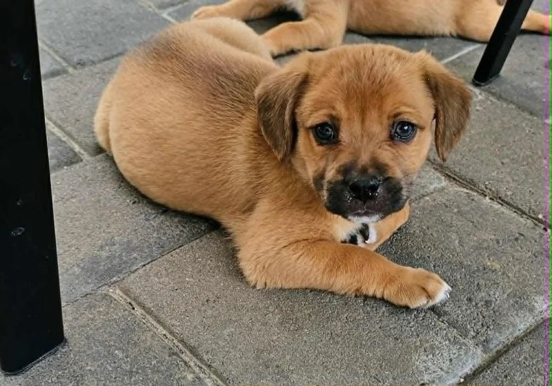 A baby medium-sized female Mixed Breed dog named Itzy for adoption in Mesa, AZ