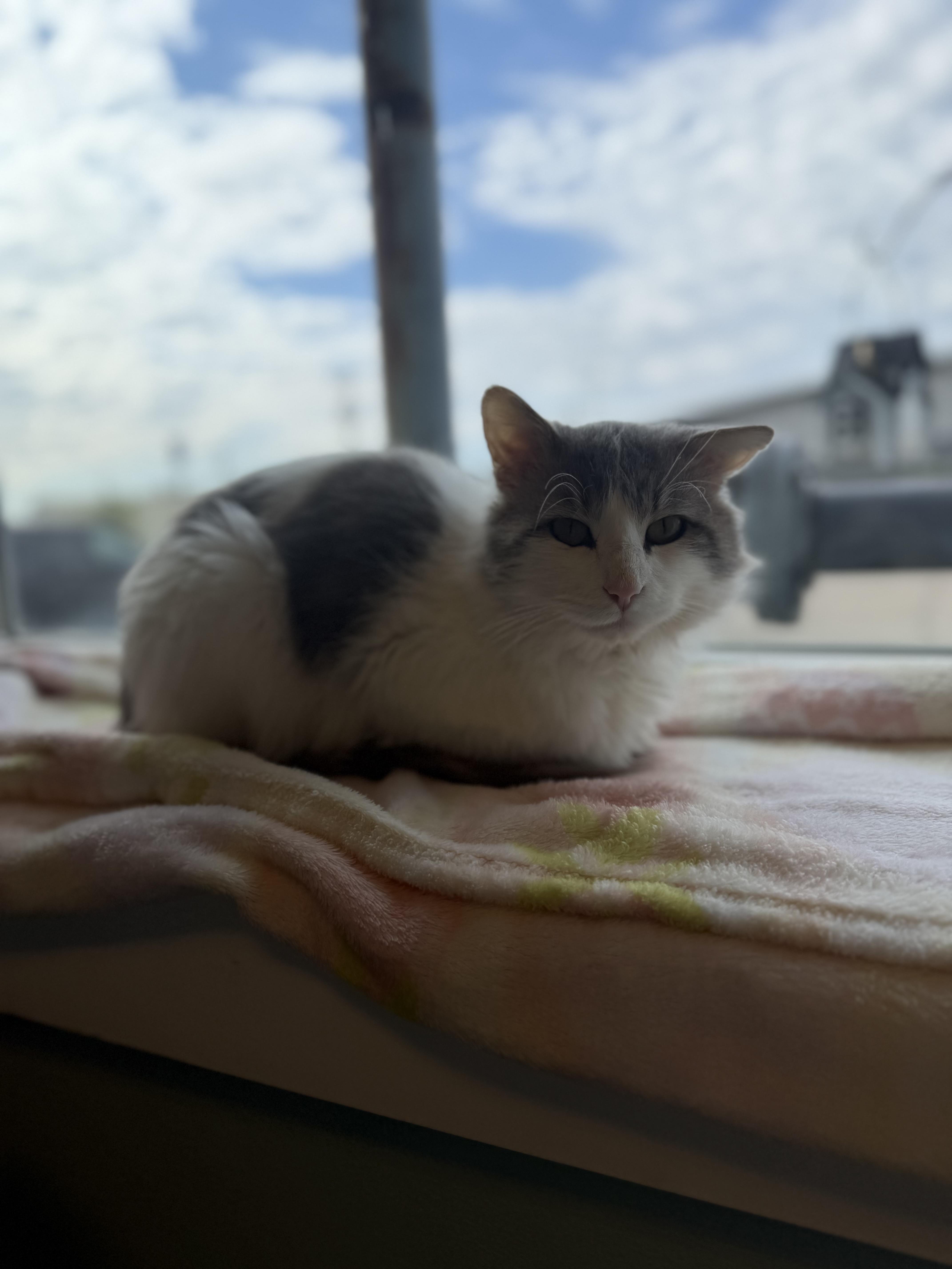 An adult medium-sized male Gray & White Domestic Medium Hair cat named Squeak for adoption in Dodgeville, WI