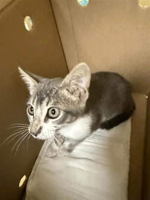 A baby small-sized male Domestic Short Hair cat named Cat Damon for adoption in Sacramento, CA