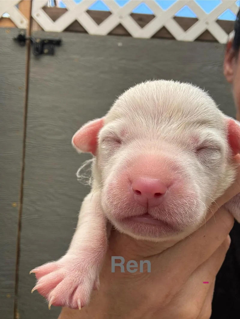 Lilly's Flowers  Ren