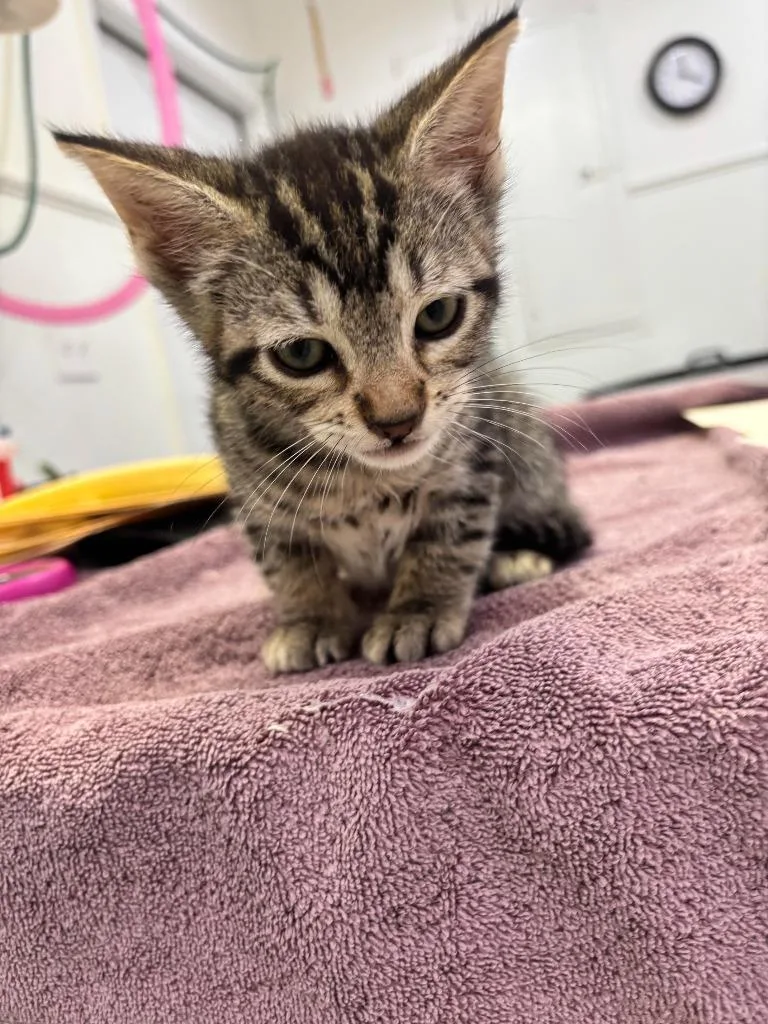 A baby small-sized male Domestic Short Hair cat named Frank for adoption in Brookings, OR
