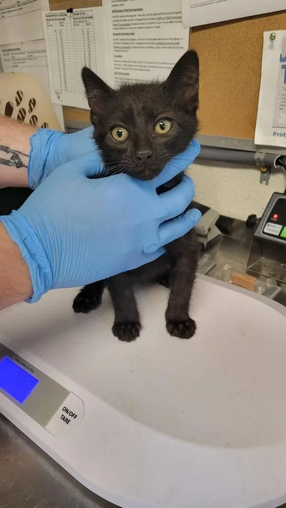 A baby medium-sized male Black Domestic Short Hair cat named Chopper for adoption in Bolivar, MO