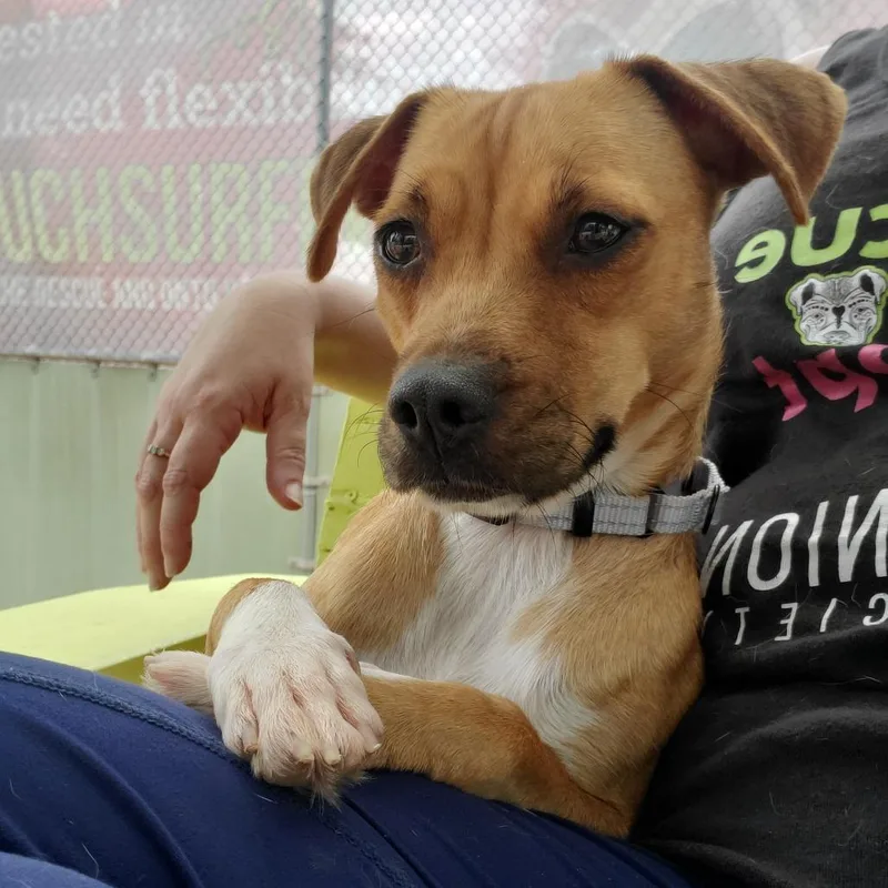 An adult small-sized female Brown / Chocolate Mixed Breed dog named Moonpie for adoption in Fredericksburg, VA
