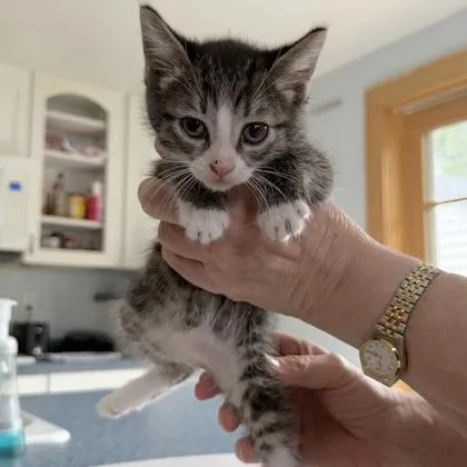 A baby small-sized male Tabby (Brown / Chocolate) Domestic Short Hair cat named Flynn for adoption in Rochester, MN