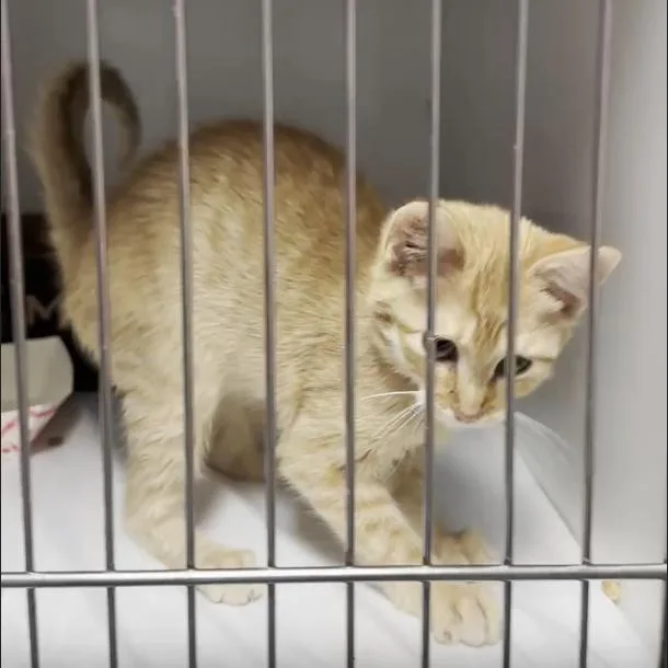 A baby small-sized male Orange / Red Domestic Short Hair cat named Bruno Meows for adoption in Branson, MO